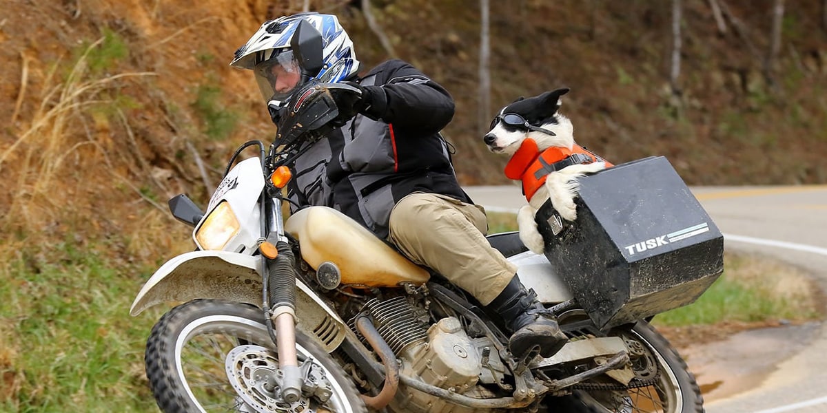 Dog Riding Motorcycle Safety
