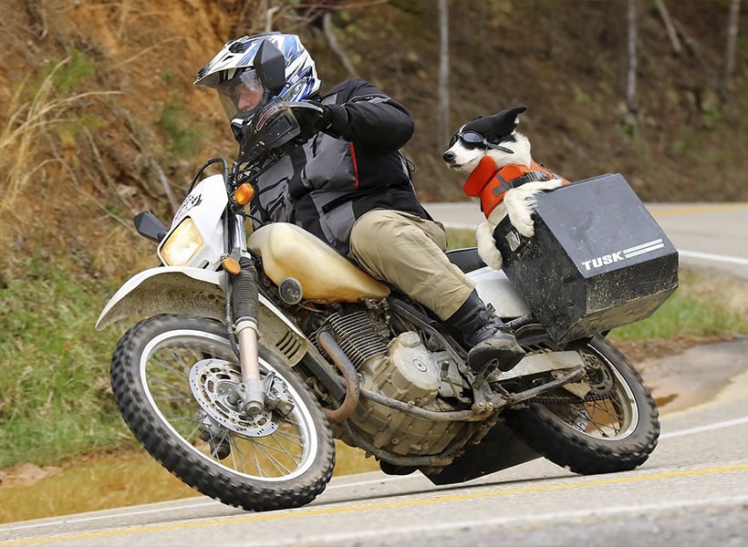 Dog Riding Motorcycle Safety - Motorcycle Safety Lawyers